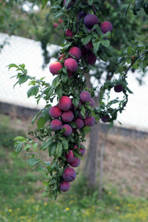 Quinta Das Ameixas - Country & Nature Arouca Eksteriør billede